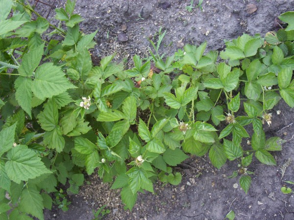 Blackberry Kiowa - a gift for those who love a large tasty berry