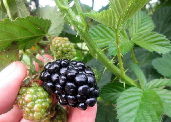 Blackberry Kiowa - a gift for those who love a large tasty berry