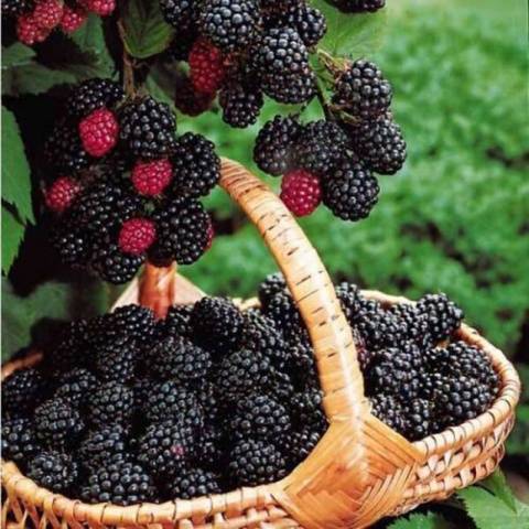 Blackberry Kiowa