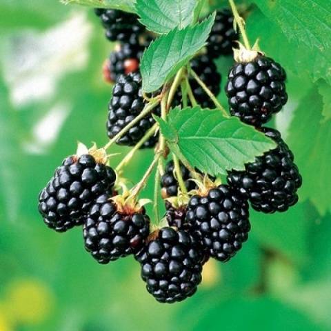 Blackberry Kiowa