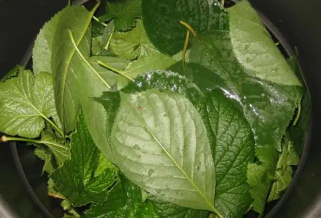 Blackberry liqueur with cherry leaves