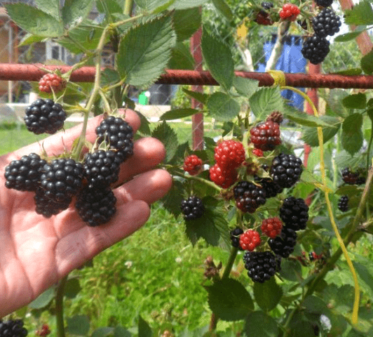 Blackberry Loch Mary (Loch Maree): variety description, reviews