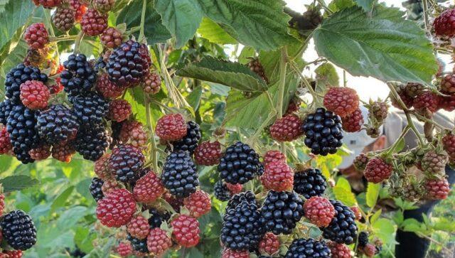 Blackberry Loch Mary (Loch Maree): variety description, reviews