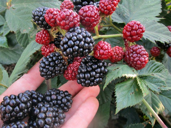 Blackberry Loch Ness