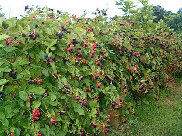 Blackberry Loch Ness