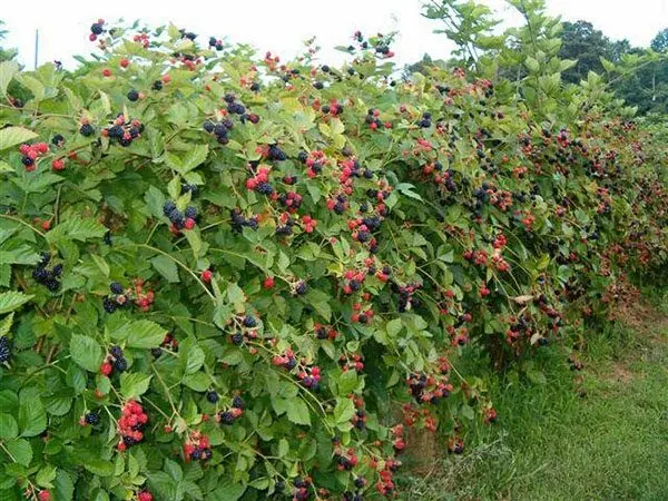 Blackberry Loch Ness