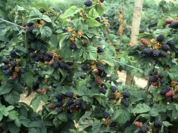 Blackberry Loch Ness