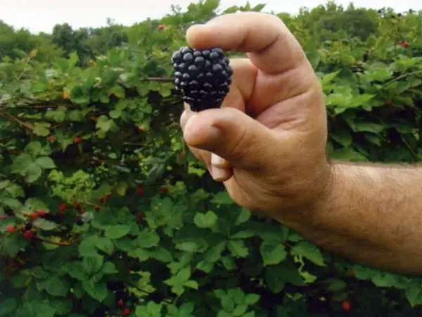 Blackberry Loch Ness: variety description, cultivation and care