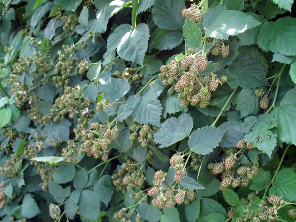 Blackberry Loch Ness: variety description, cultivation and care