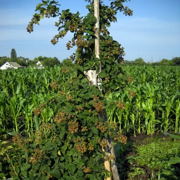 Blackberry Loch Ness: variety description, cultivation and care