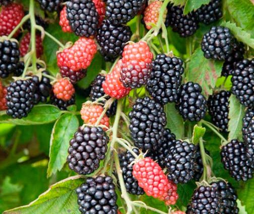 Blackberry Loch Ness: variety description, cultivation and care