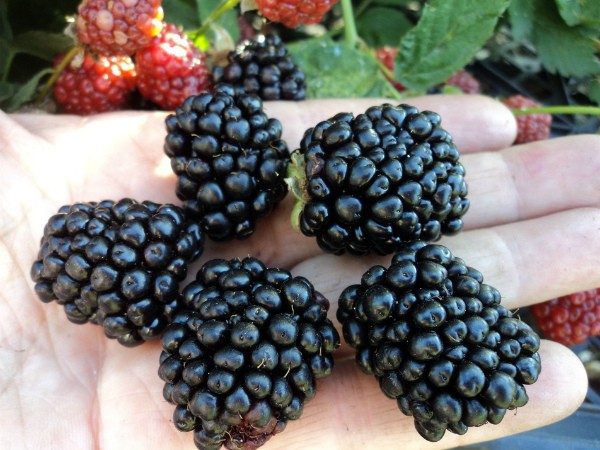 Blackberry Loch Ness: variety description, cultivation and care