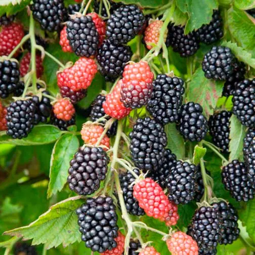 Blackberry Loch Ness