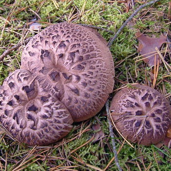 Blackberry mushroom: photo and description