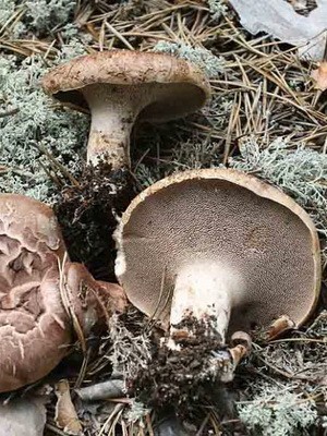 Blackberry mushroom: photo and description