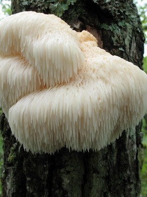 Blackberry mushroom: photo and description