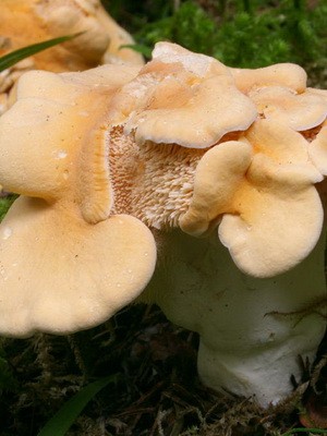 Blackberry mushroom: photo and description