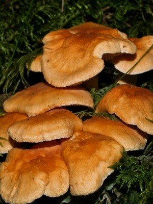 Blackberry mushroom: photo and description