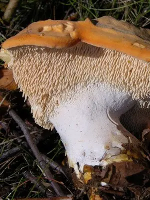 Blackberry mushroom: photo and description