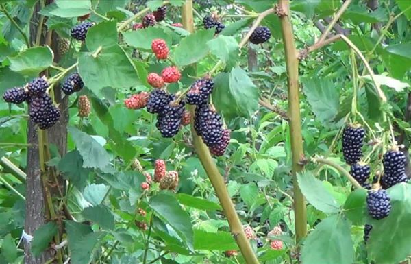 Blackberry Natchez