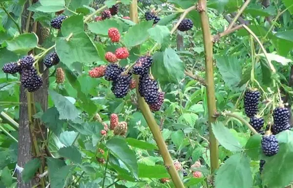 Blackberry Natchez