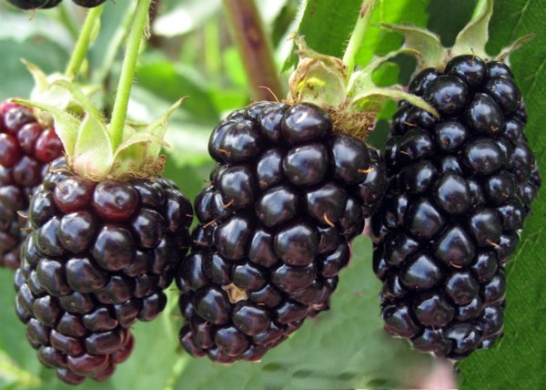 Blackberry Natchez: description, characteristics, features of care