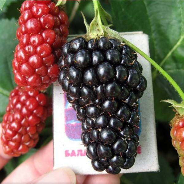 Blackberry Natchez: description, characteristics, features of care