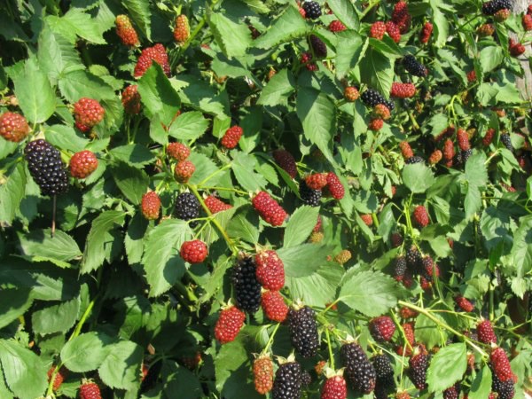 Blackberry Natchez: description, characteristics, features of care