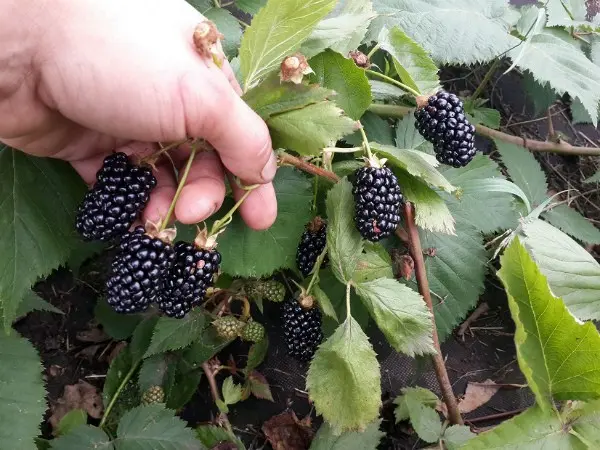 Blackberry Natchez: description, characteristics, features of care