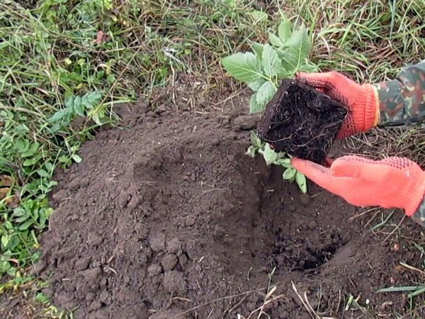 Blackberry Natchez: description, characteristics, features of care