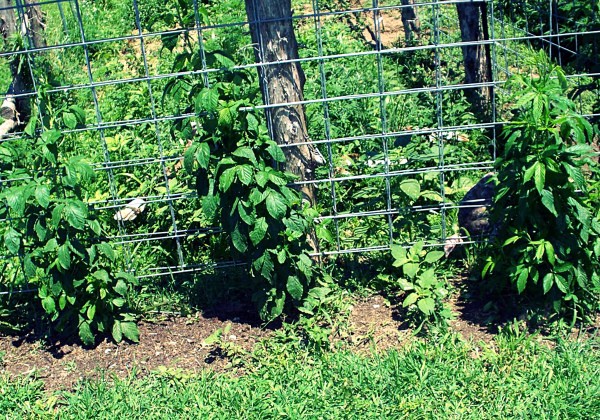 Blackberry Natchez: description, characteristics, features of care