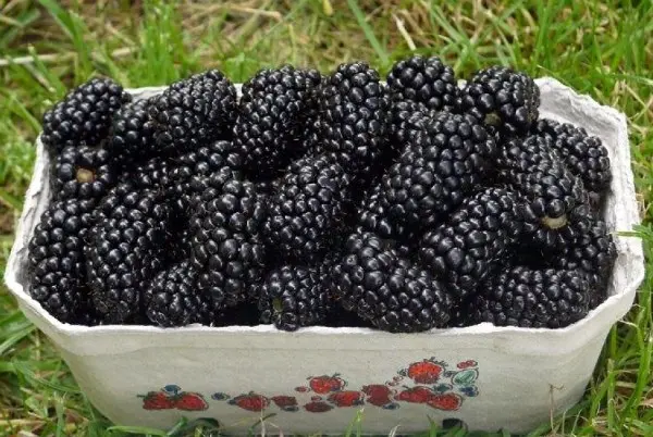 Blackberry Natchez: description, characteristics, features of care