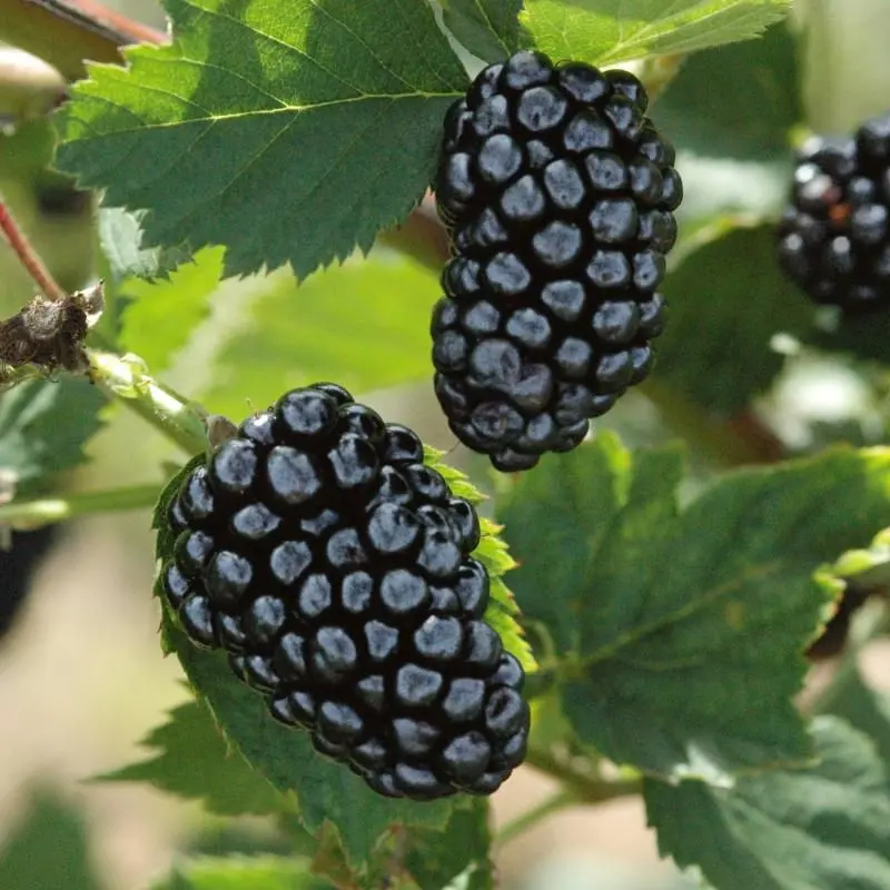 Blackberry Natchez: description, characteristics, features of care