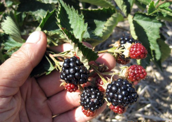 Blackberry Navajo - the most unpretentious variety among garden hybrids