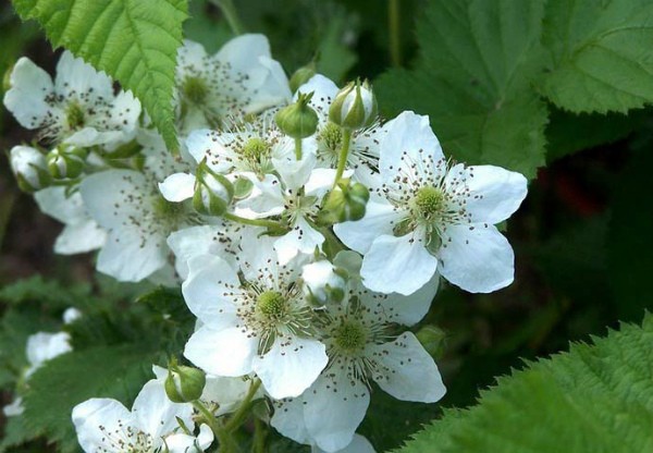 Blackberry Navajo - the most unpretentious variety among garden hybrids