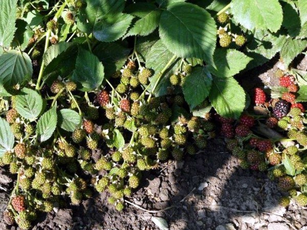 Blackberry Navajo - the most unpretentious variety among garden hybrids