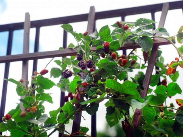 Blackberry Navajo - the most unpretentious variety among garden hybrids