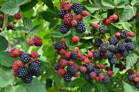 Blackberry Navajo - the most unpretentious variety among garden hybrids