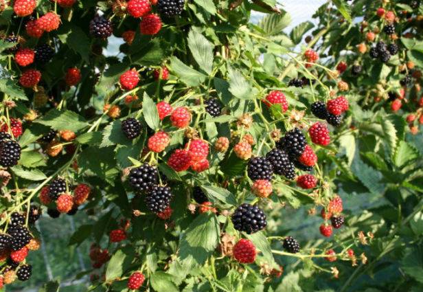 Blackberry Navajo