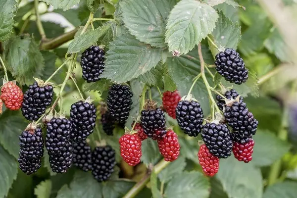 Blackberry Navajo &#8211; the most unpretentious variety among garden hybrids