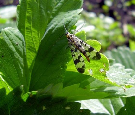 Blackberry Pests