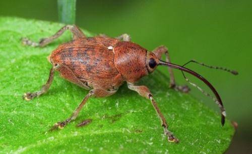 Blackberry Pests