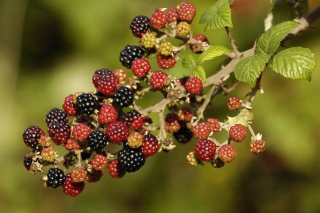 Blackberry Pests