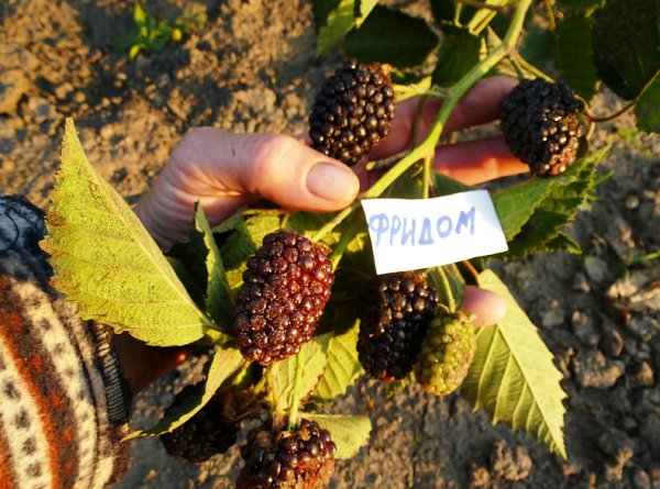 Blackberry Prime Ark Freedom: features of cultivation and care