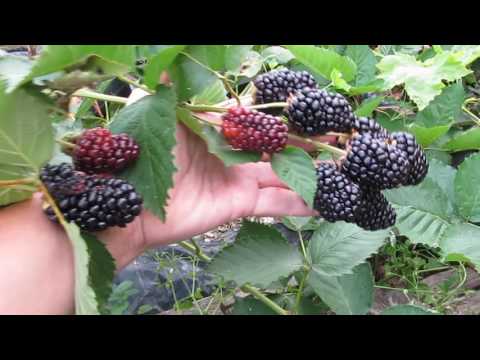 Blackberry Prime Ark Freedom: features of cultivation and care