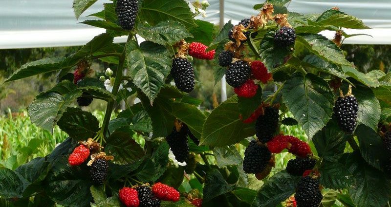 Blackberry Prime Ark Freedom: features of cultivation and care