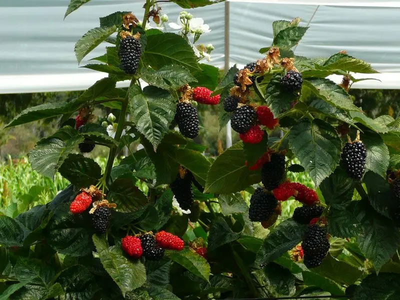 Blackberry Prime Ark Freedom: features of cultivation and care