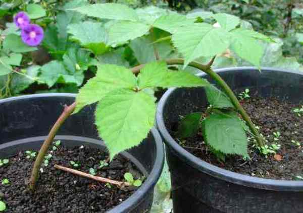 Blackberry propagation: offspring, layering, cuttings, seeds