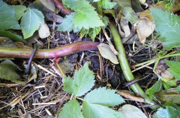 Blackberry propagation: offspring, layering, cuttings, seeds