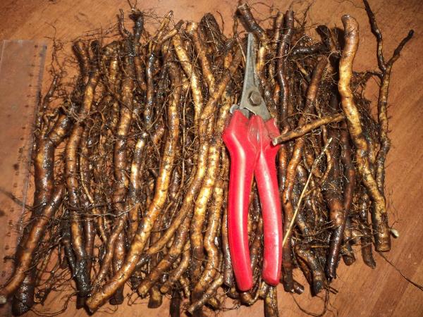 Blackberry propagation: offspring, layering, cuttings, seeds